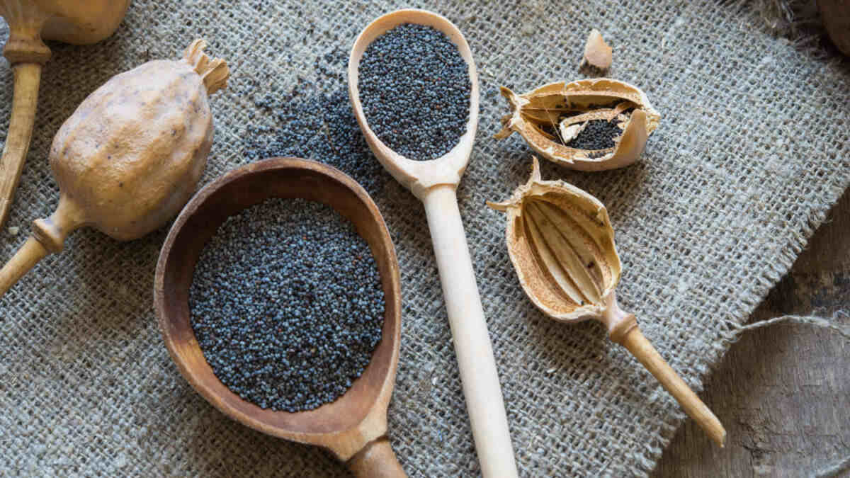 Poppy Seeds Benefits: கசகசாவில் உள்ள மருத்துவ குணங்கள்! | health ...