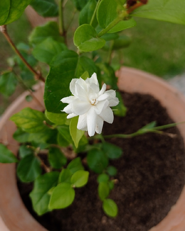 pruning mogra plant flowering