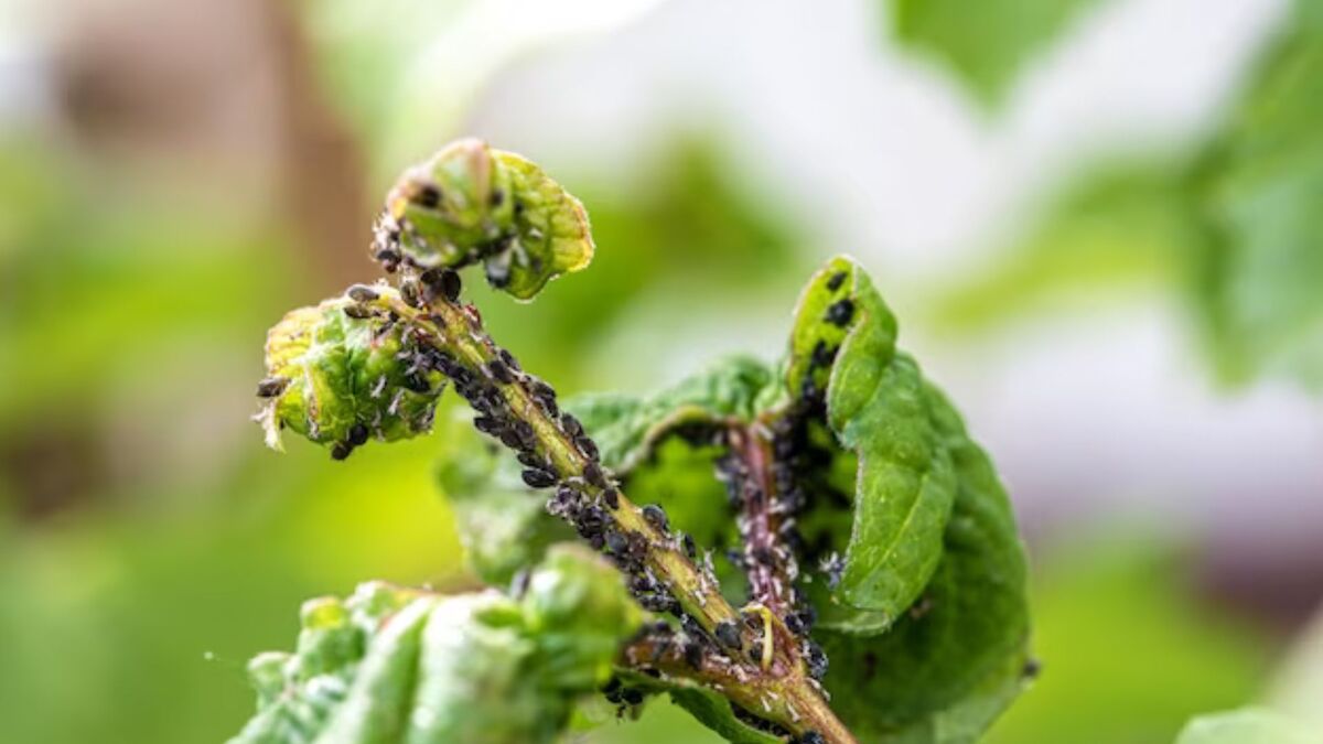 Tips To Care Basil Plant: तुलसी के आसपास हमेशा उड़ते रहते हैं छोटे ...