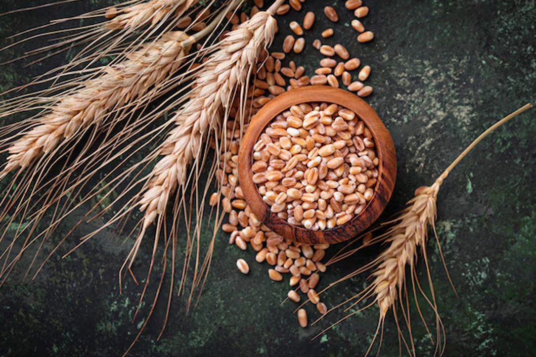 roasted wheat grain health benefits