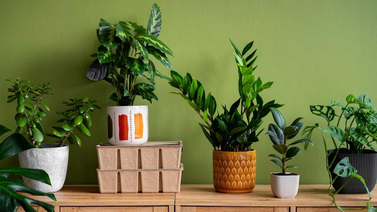 Small Space, Big Greenery: Ideal Plants For Your Cosy Living Room ...