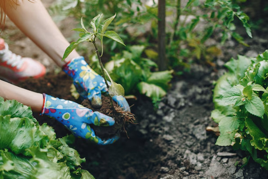 summer season vegetable growing tips