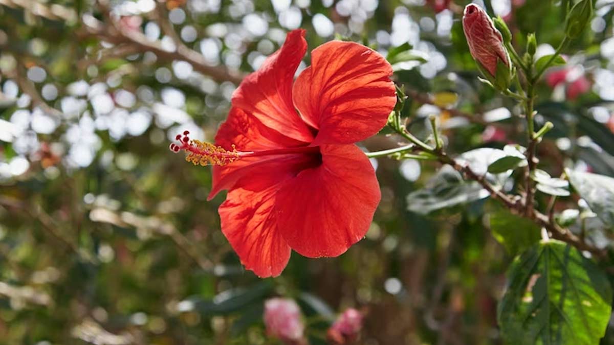 Tips To Care Hibiscus Plant Leaves गुड़हल के पत्ते अचानक झड़ने लगे हैं