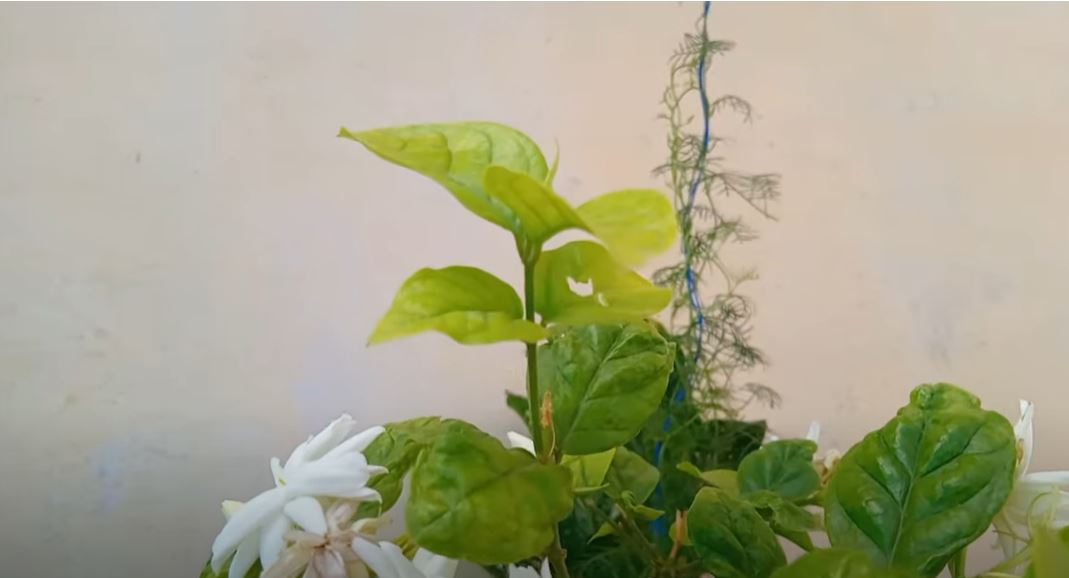 tips to care jasmine plant leaves