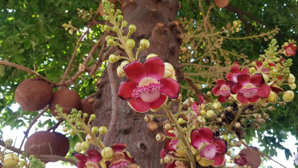 what does it mean if we see gular tree flower