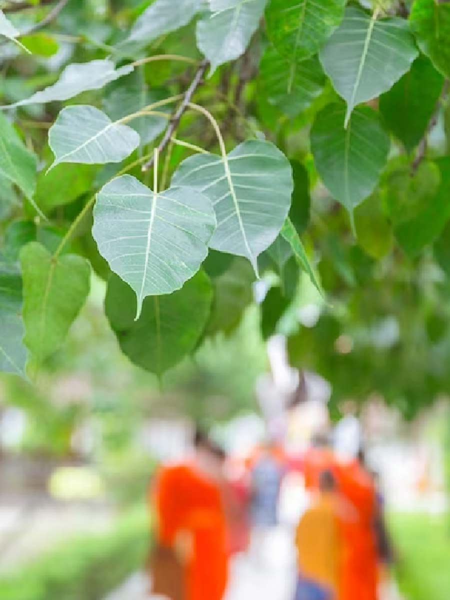 what happens if we offer turmeric to peepal tree