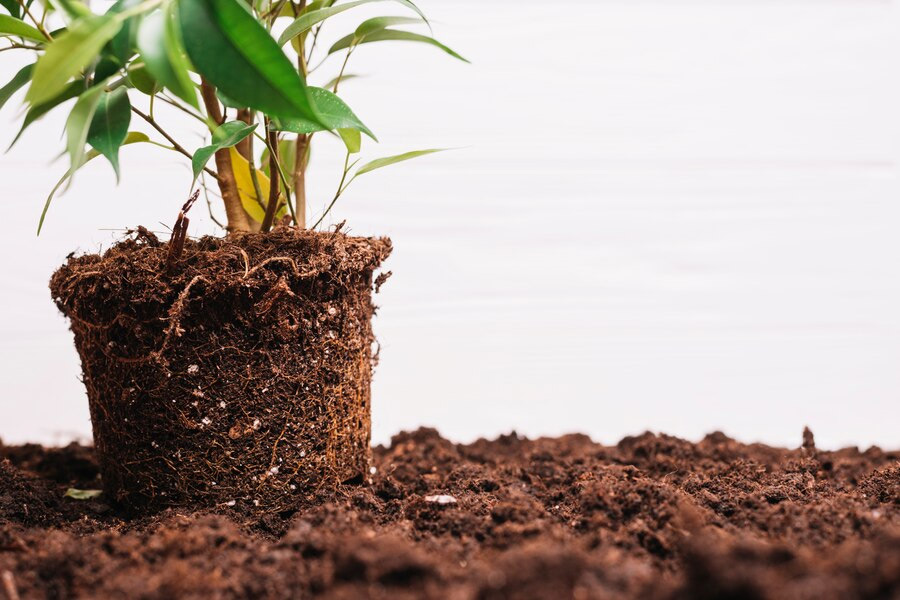 which is the best soil for fruit gardening