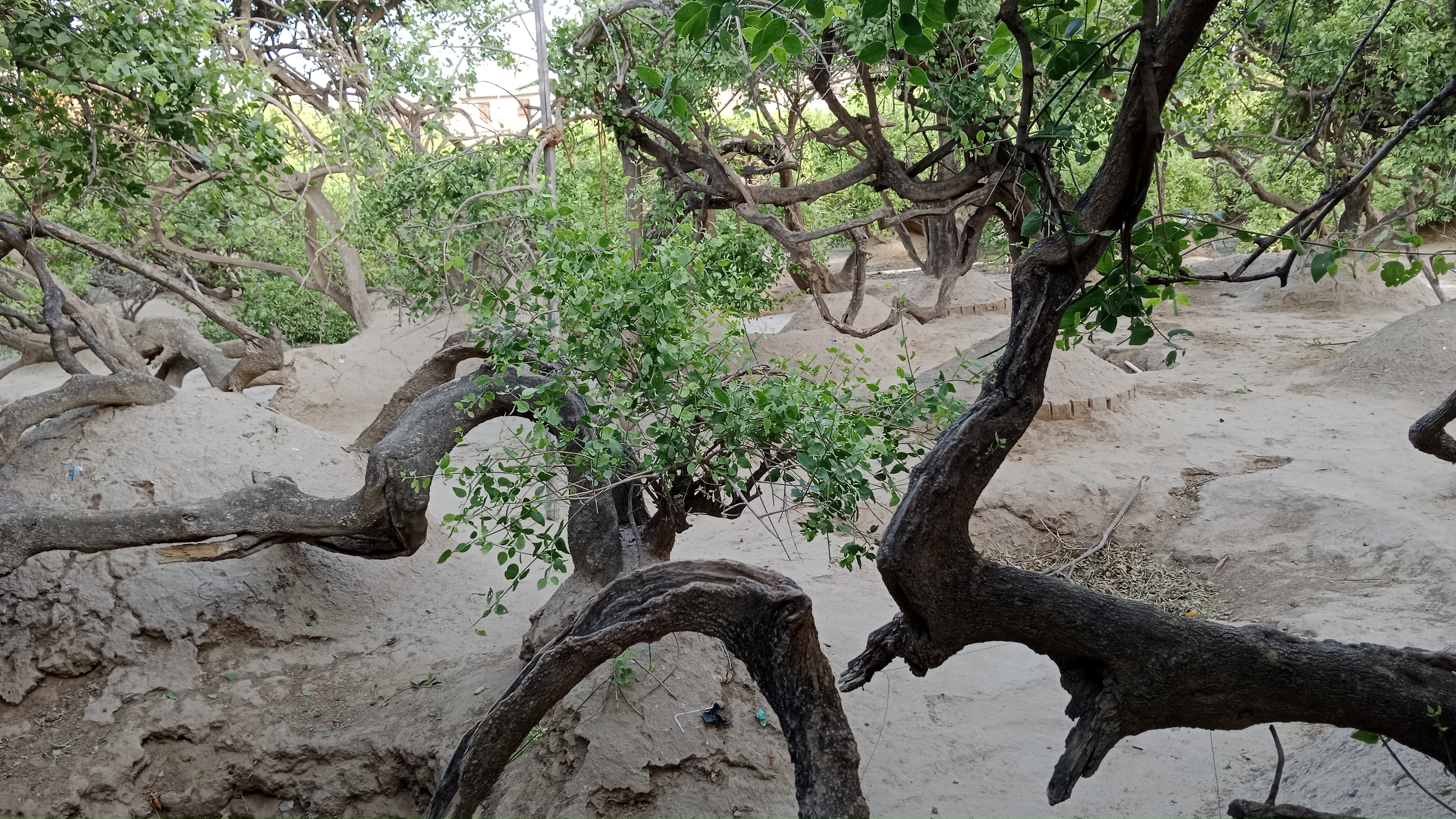 why all trees in vrindavan are crooked in hindi