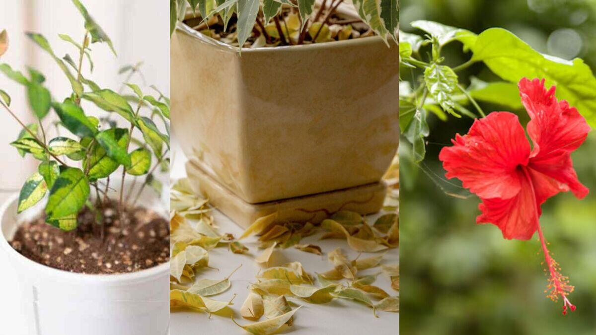 Tips To Care Hibiscus Plant Leaves गुड़हल के पत्ते अचानक झड़ने लगे हैं