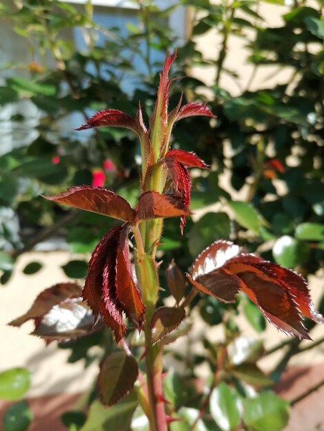why rose plant leaves brown
