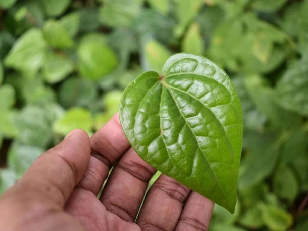 why we can keep betel leaf under pillow