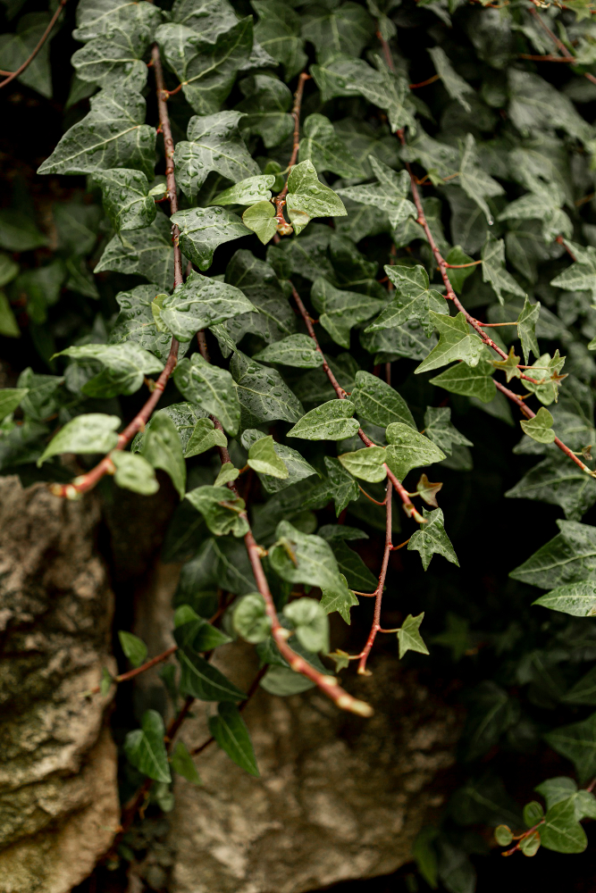 Arrowhead Vine plant