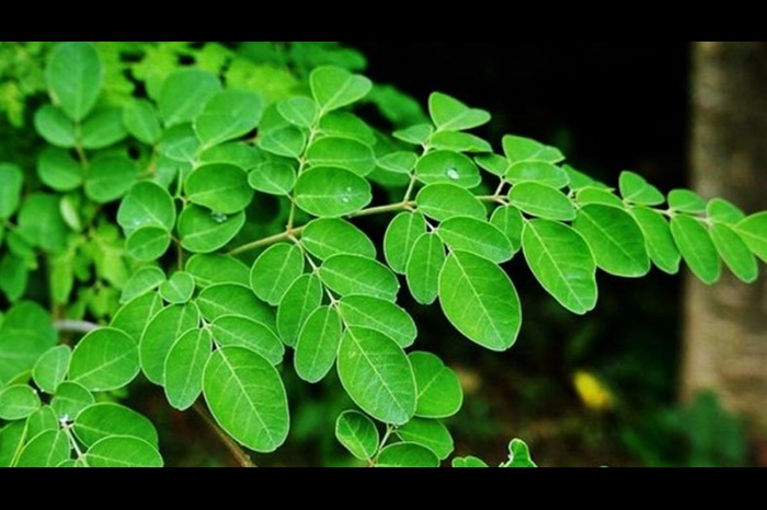 Benefits of Moringa Leaves .