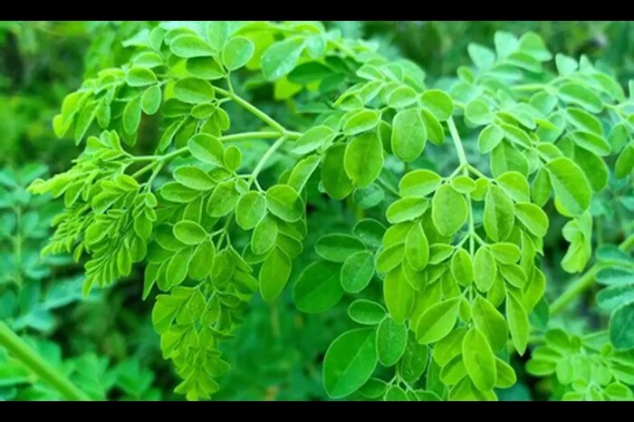 Benefits of Moringa Leaves