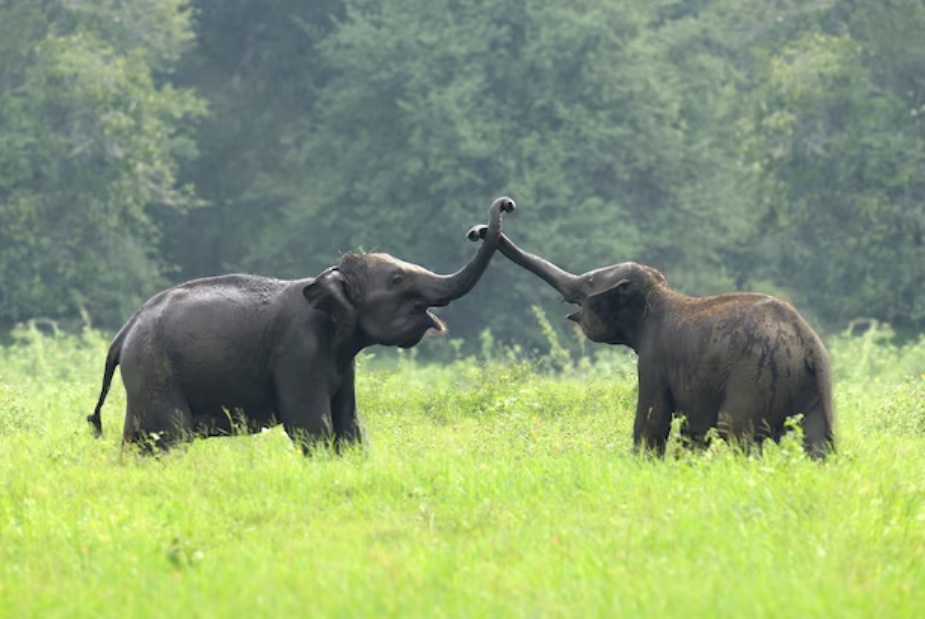 Dibru Saikhowa National Park