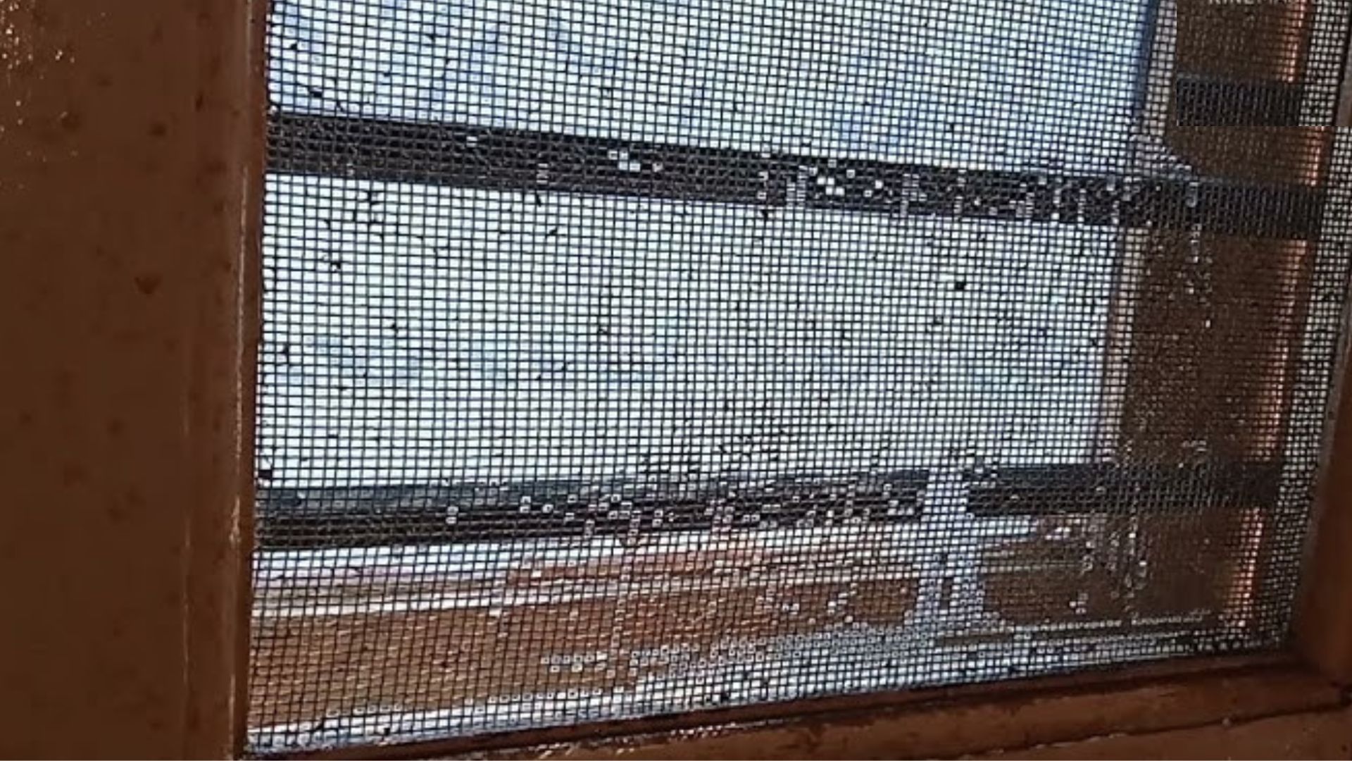 Easy tips to clean window and door net