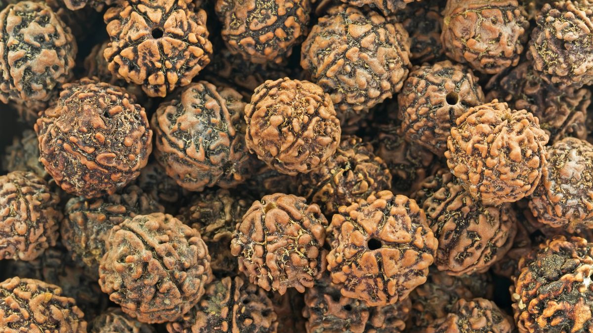 How To Identify A Real Rudraksha
