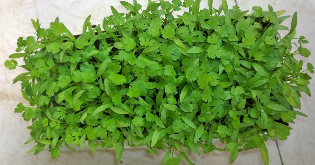 How to grow coriander and mint