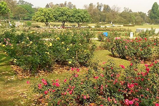Rose Garden, Chandigarh