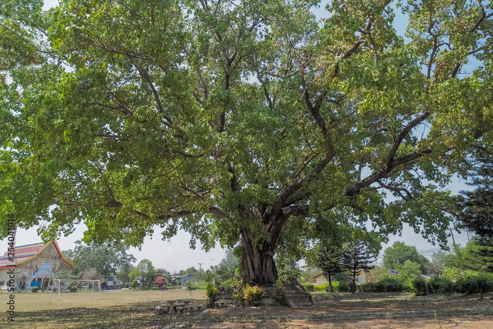 Where did Gautam Buddha's enlightenment take place