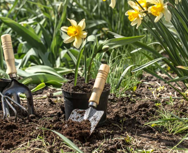baking soda hacks for plants in summer