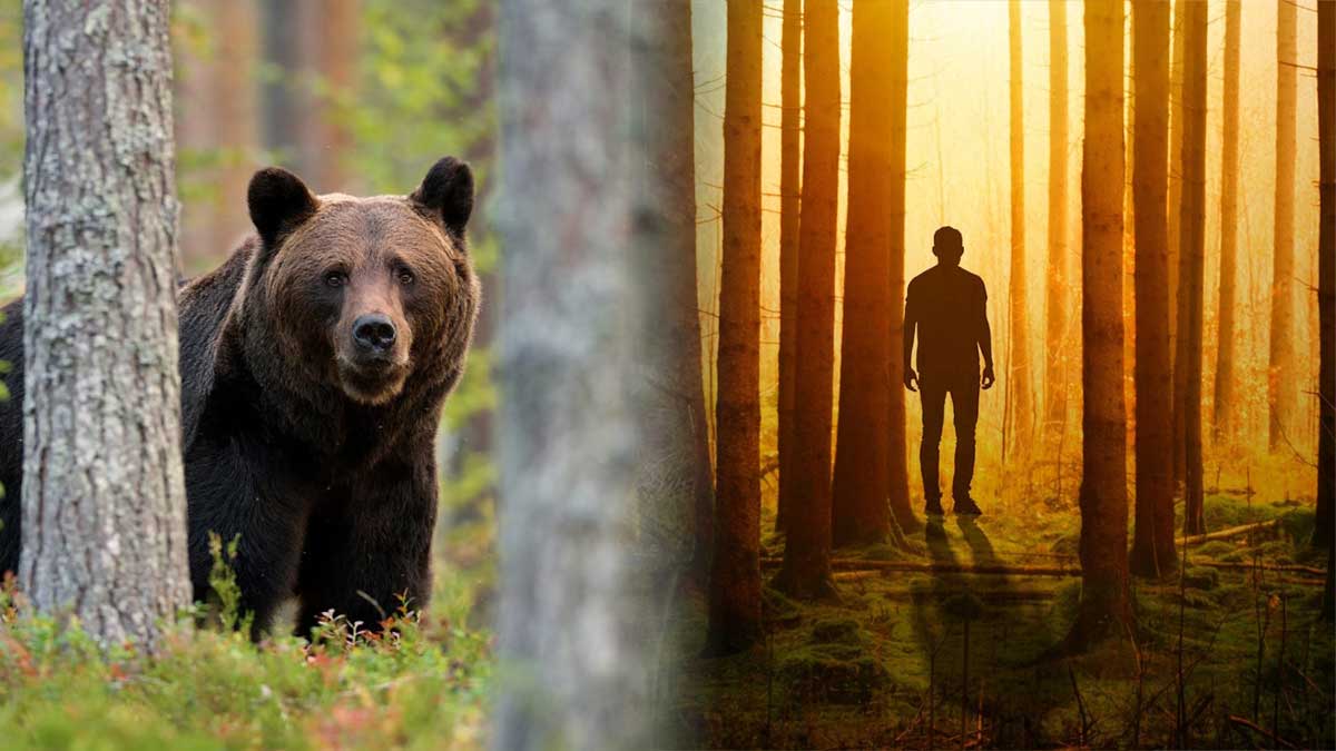 bear vs man