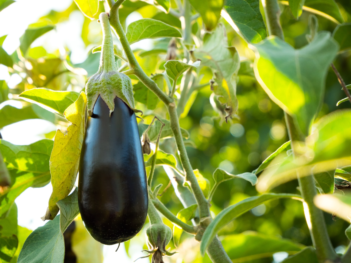 brinjal