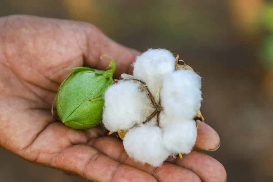 cotton plant grow