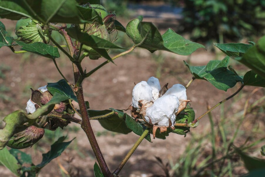 cotton plant