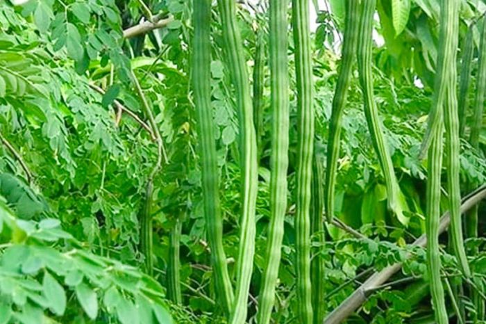 drumstick new inside 