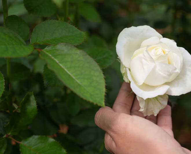easy baking soda hacks for plants