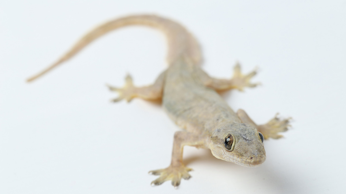 easy hacks to remove lizards from home