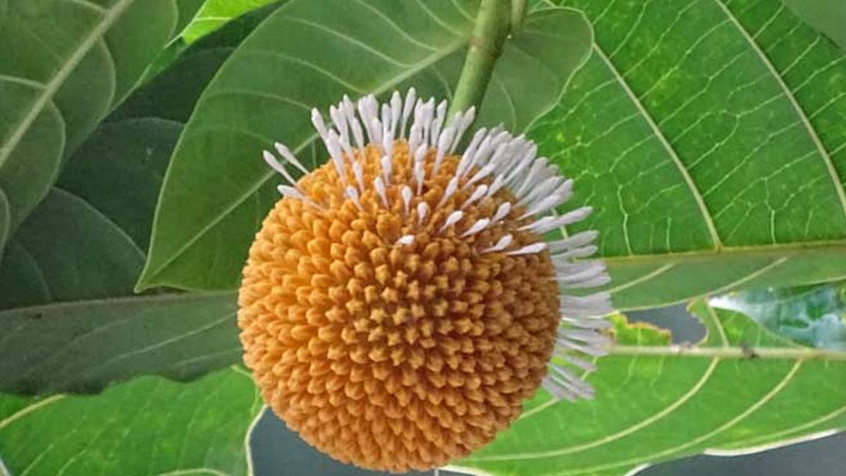 किस राशि के जातकों को करनी चाहिए कदंब के पेड़ की उपासना? which zodiac