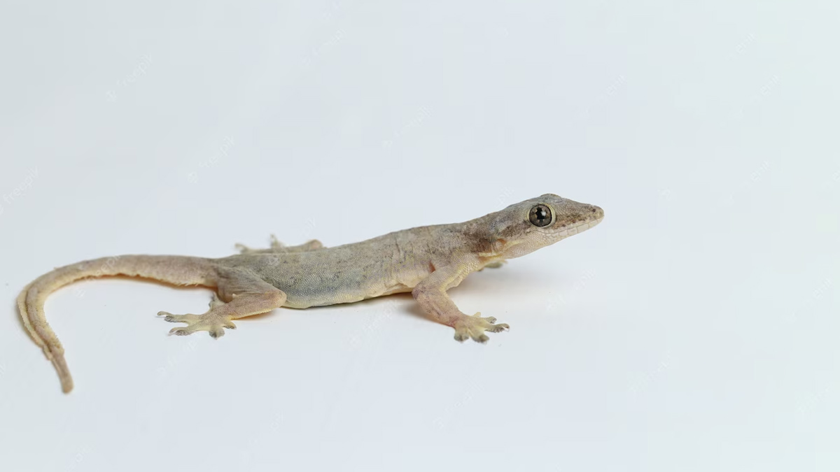 hack to remove lizards from home