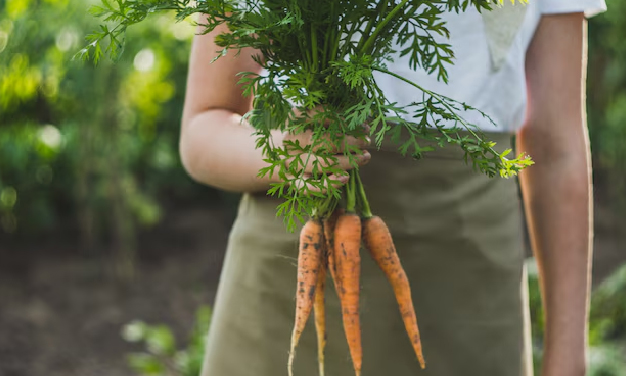 how to grow carrrots