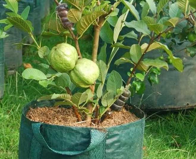 how to grow guava tree at home