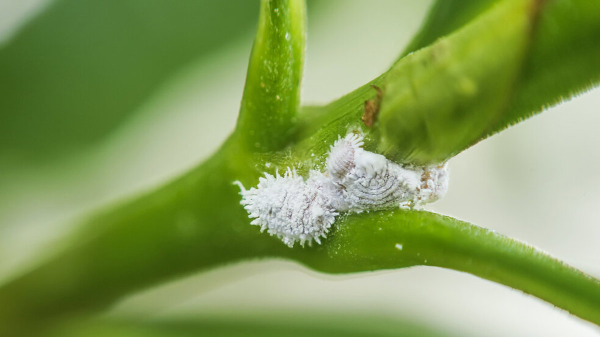 how to remove ants from hibiscus plant