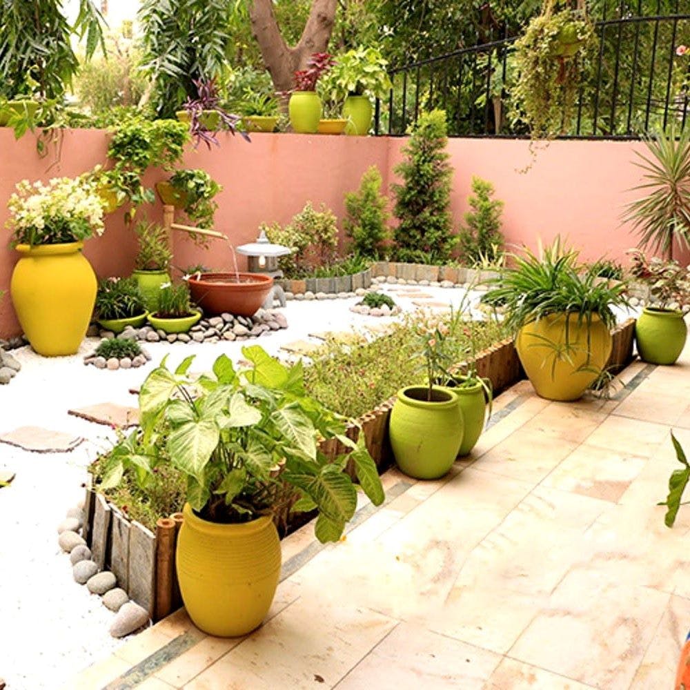keep these plants at home on jyeshtha purnima 