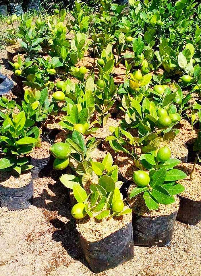 lemon plant in polythene