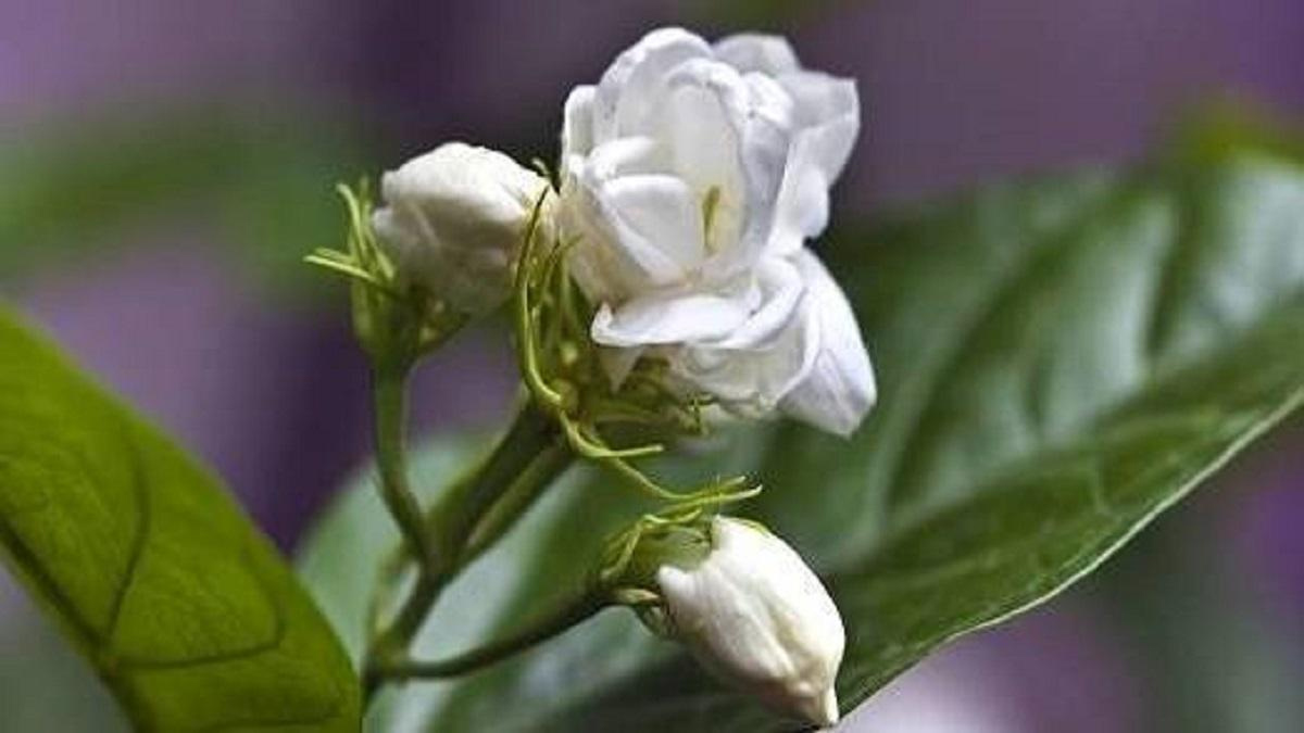 mogra plant hacks for gardening