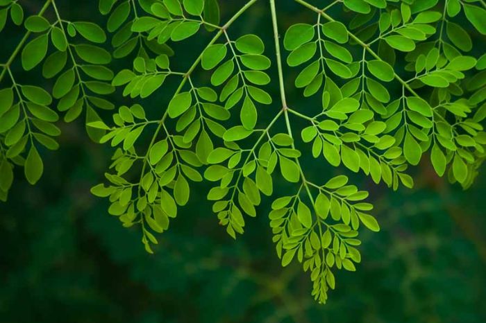 murugai leaves inside 