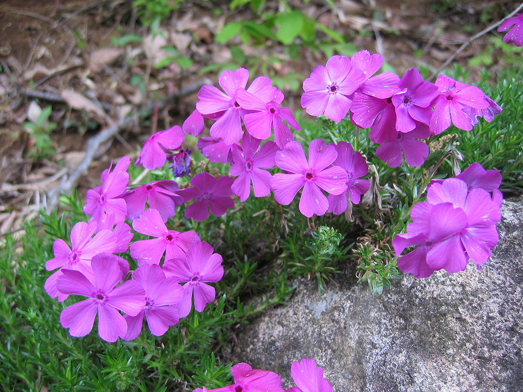 phlox flower