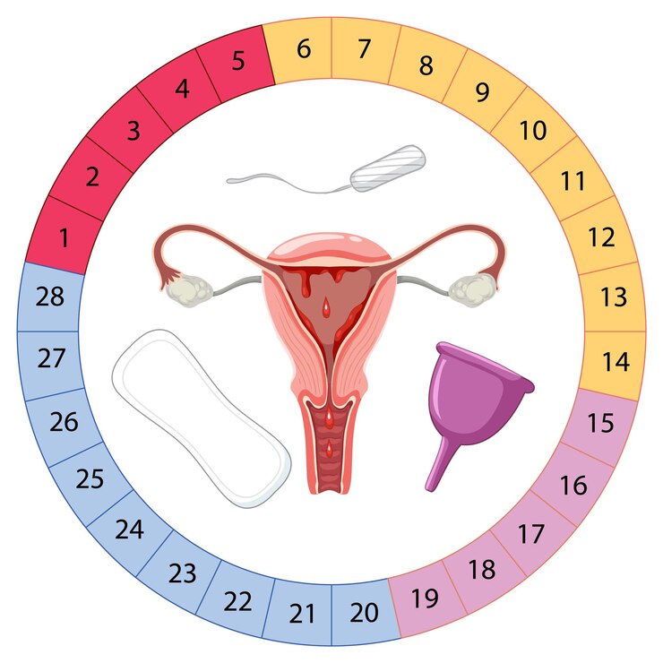 stages menstrual cycle