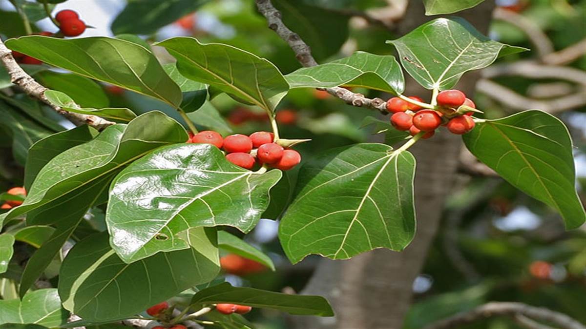 घर में गूलर का पेड़ उगना शुभ या अशुभ, जानें | growing gular tree in ...