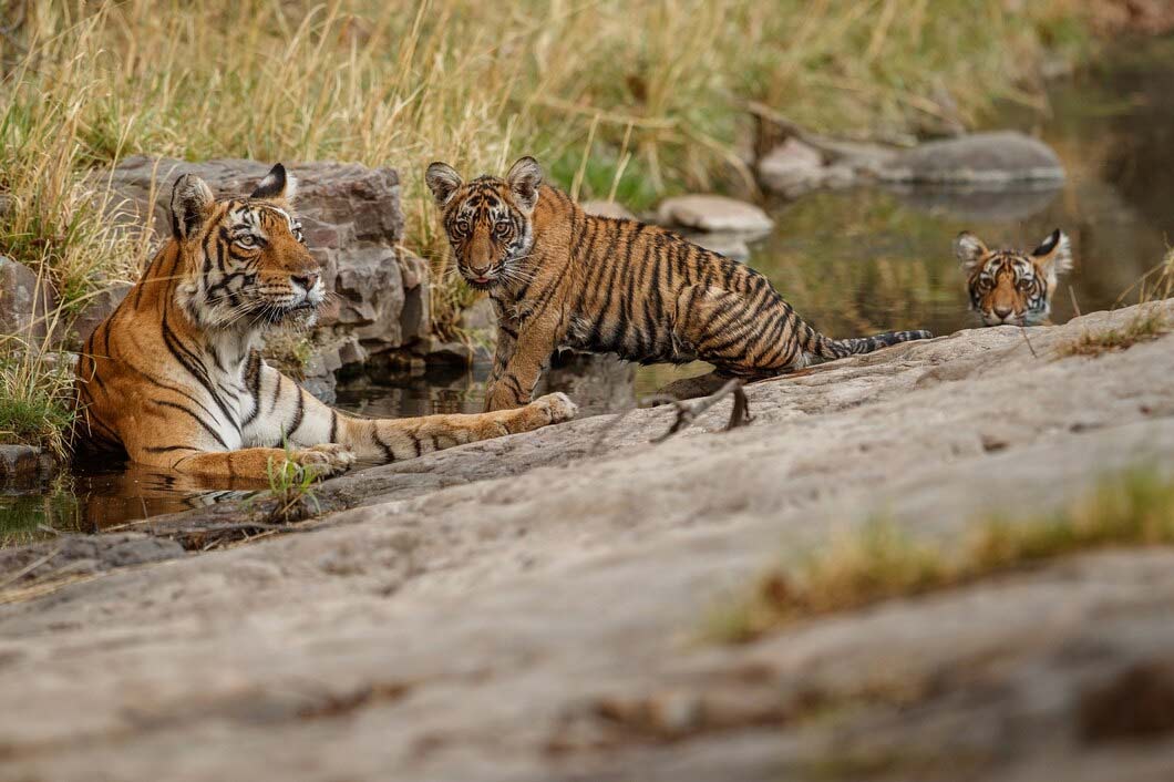 wildlife tourism places in india