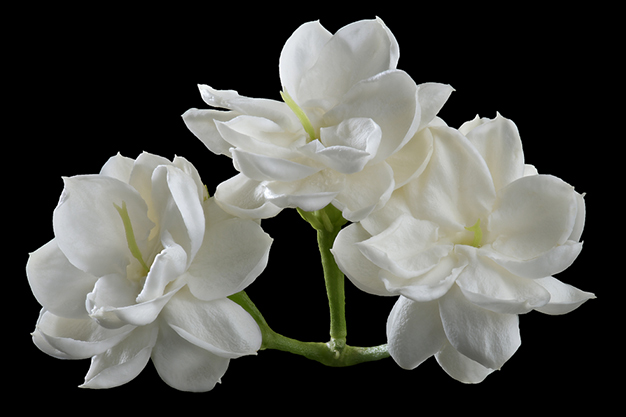 Arabian Jasmine