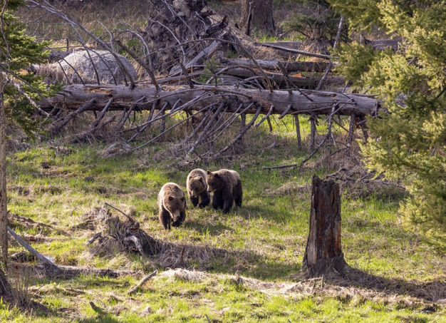 Dachigam National Park
