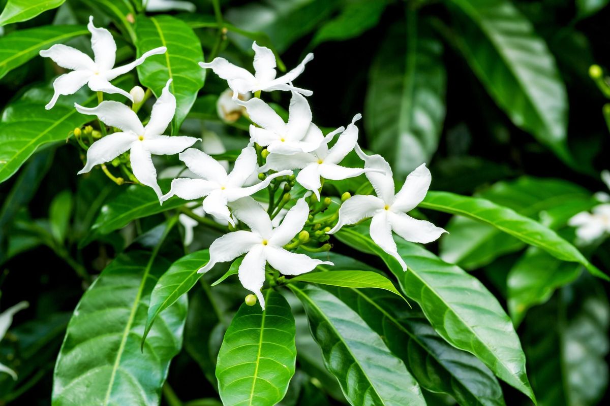 How Jasmine Flower Plant Looks Like  
