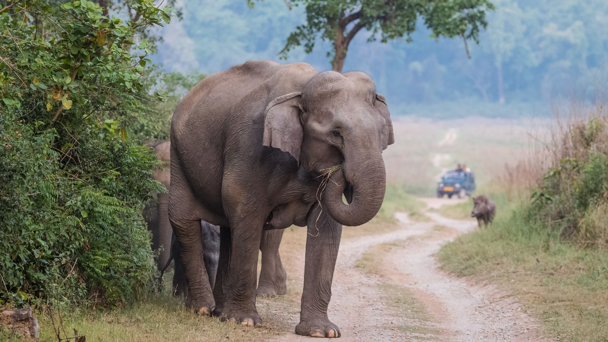 Jim Corbett National Park, Uttarakhand