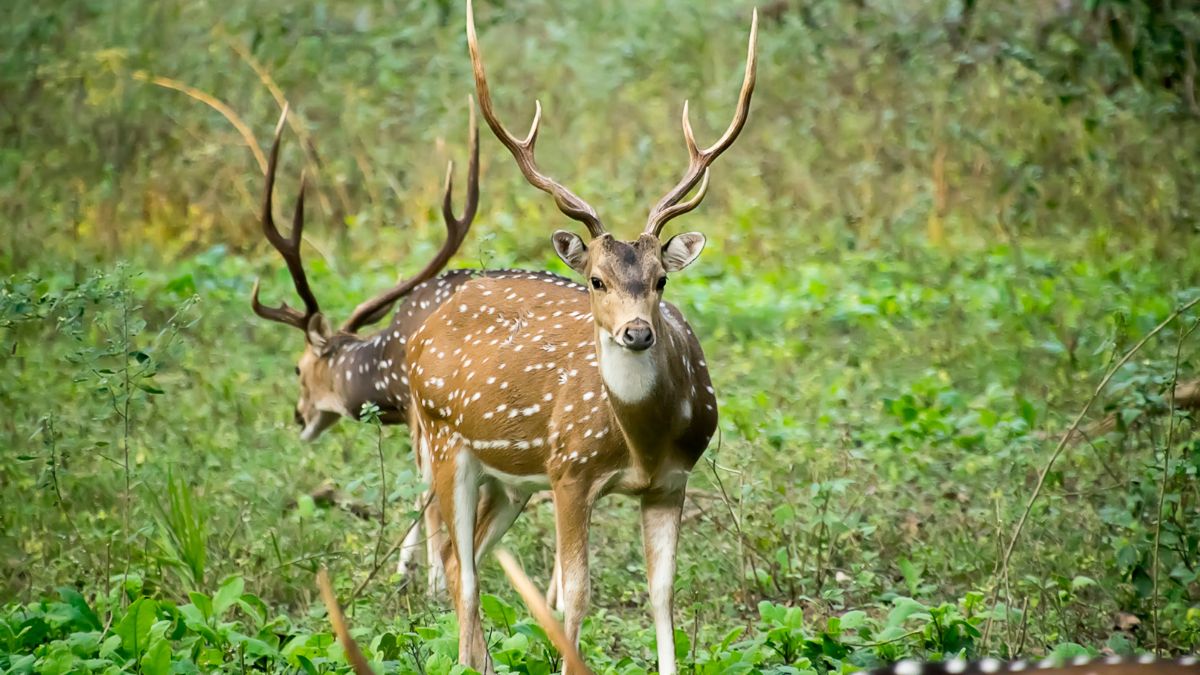 Kanha National Park, Madhya Pradesh